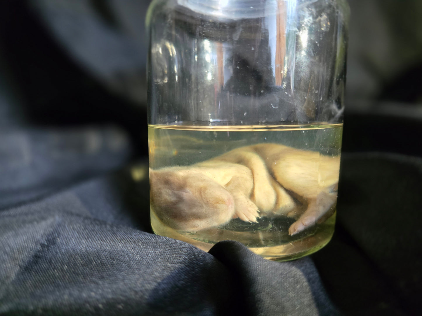Rabbit Wet Specimen