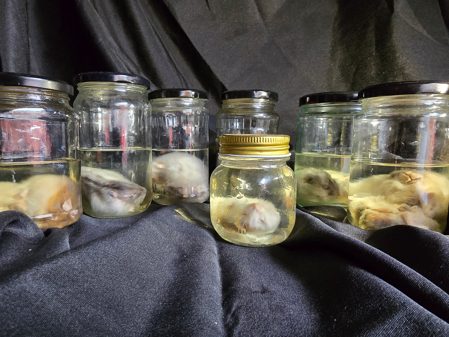 Hamster Wet Specimen