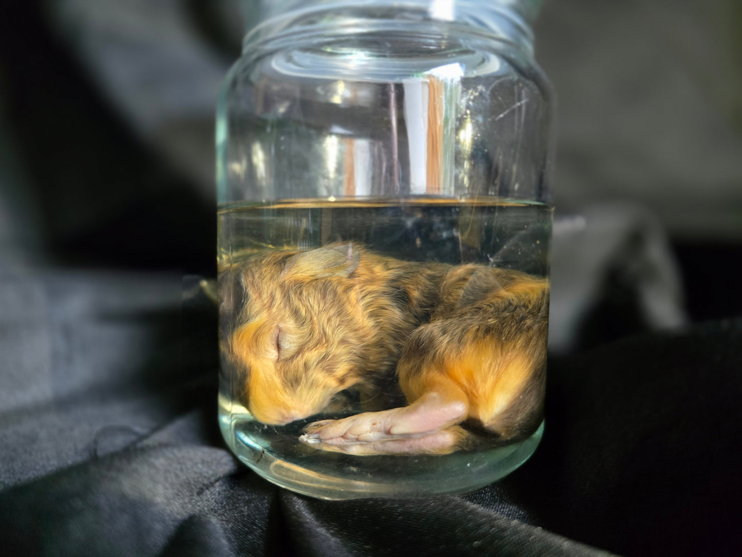 Guinea Pig Wet Specimens