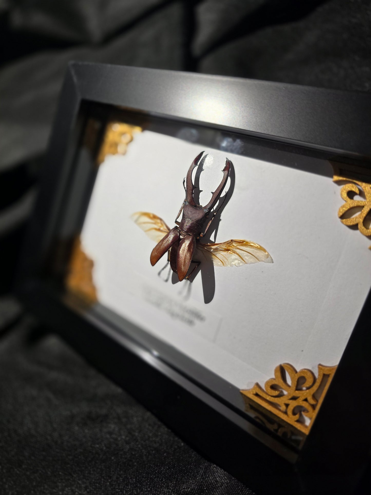 Metallic Stag Beetle