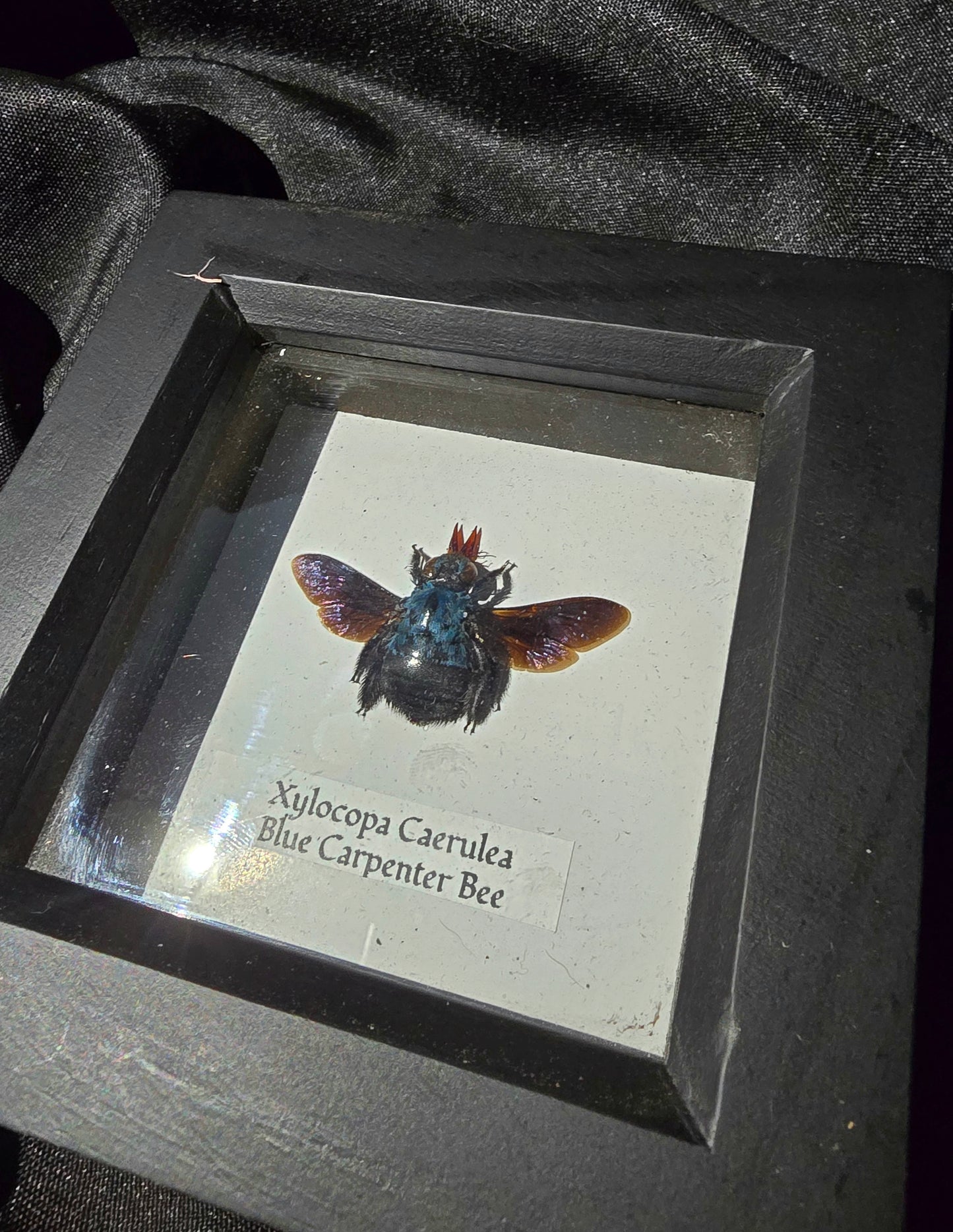 Blue Carpenter Bee