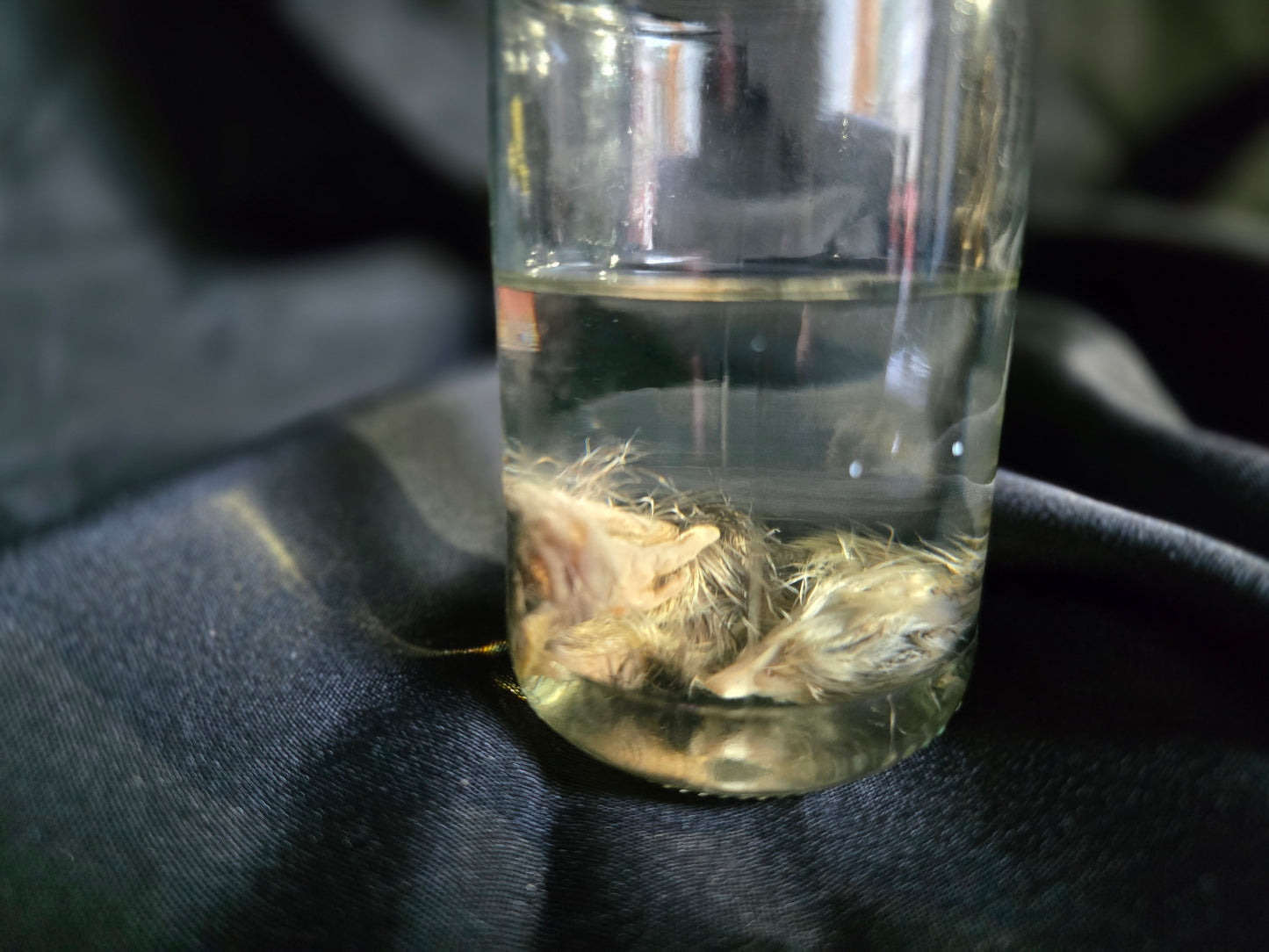 Wet Specimen Chicks