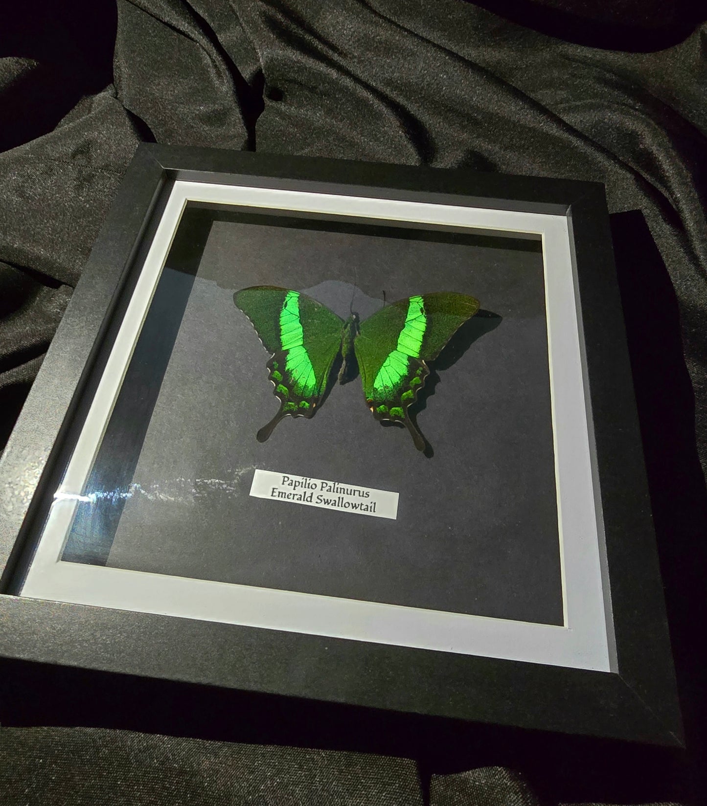 Emerald Swallowtail