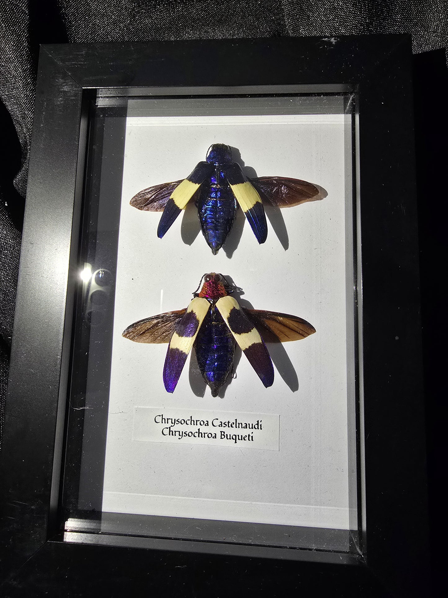 Jewel Beetle Duo