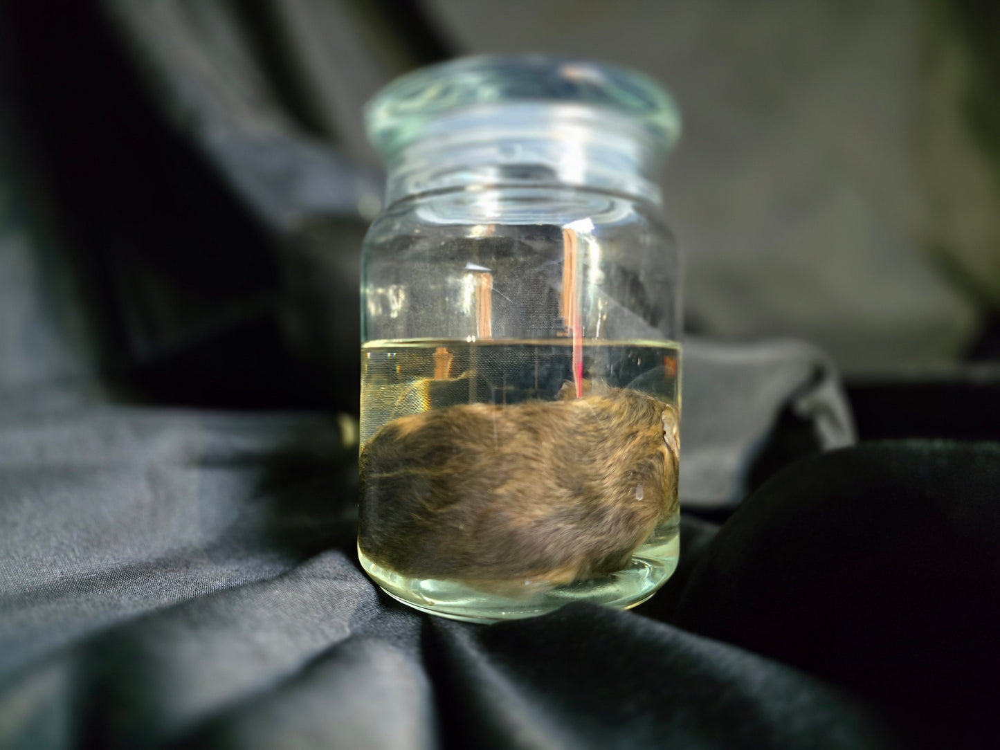 Guinea Pig Wet Specimens