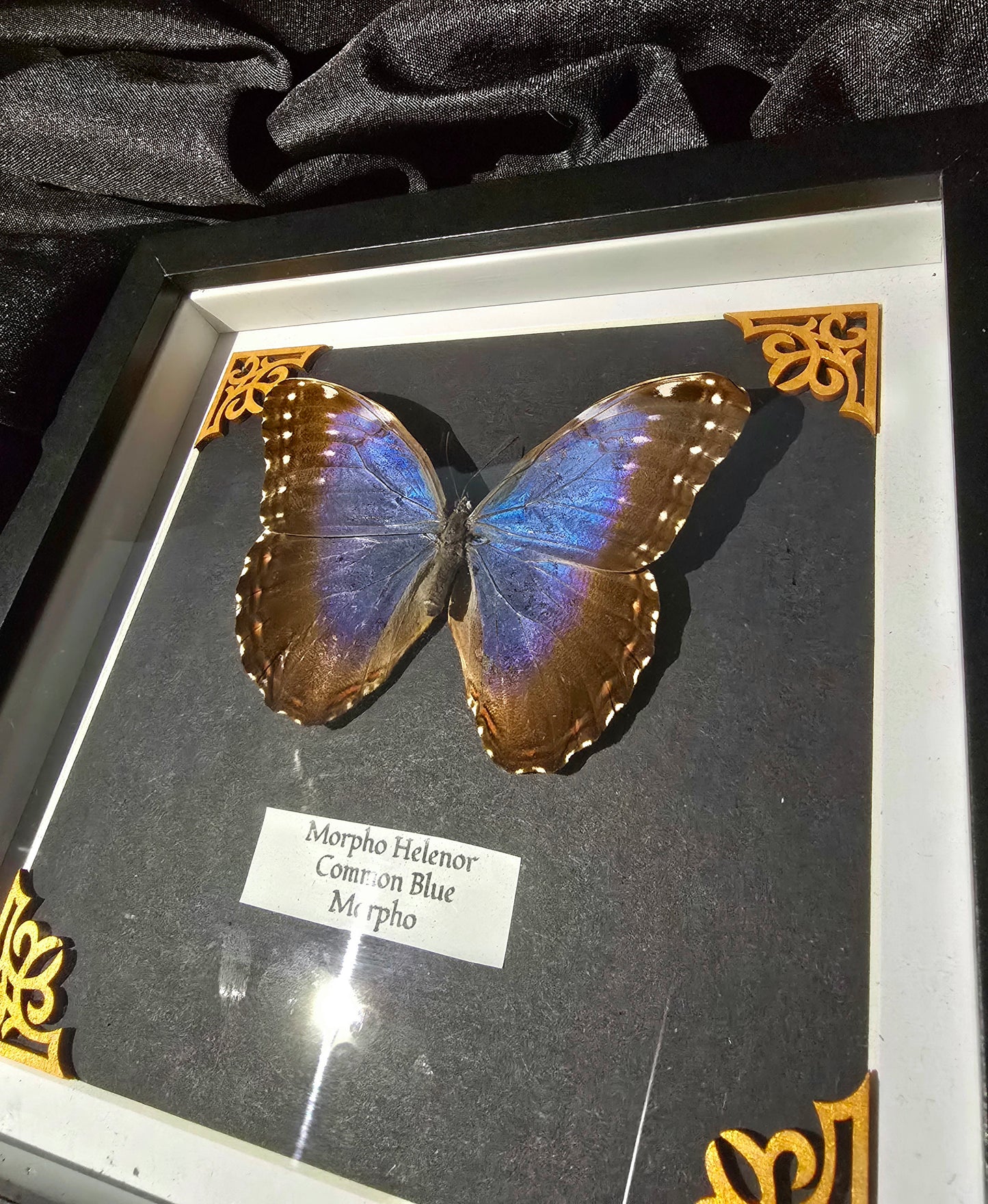 Common Blue Morpho Decor Frame