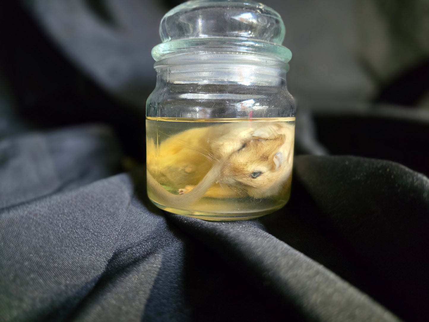 Gerbil Wet Specimen