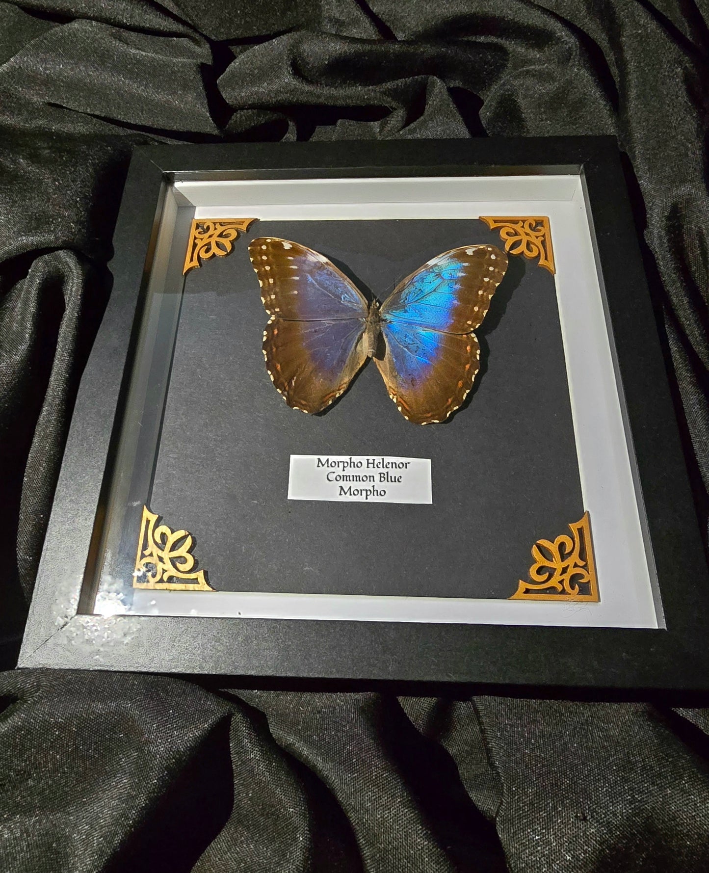 Common Blue Morpho Decor Frame