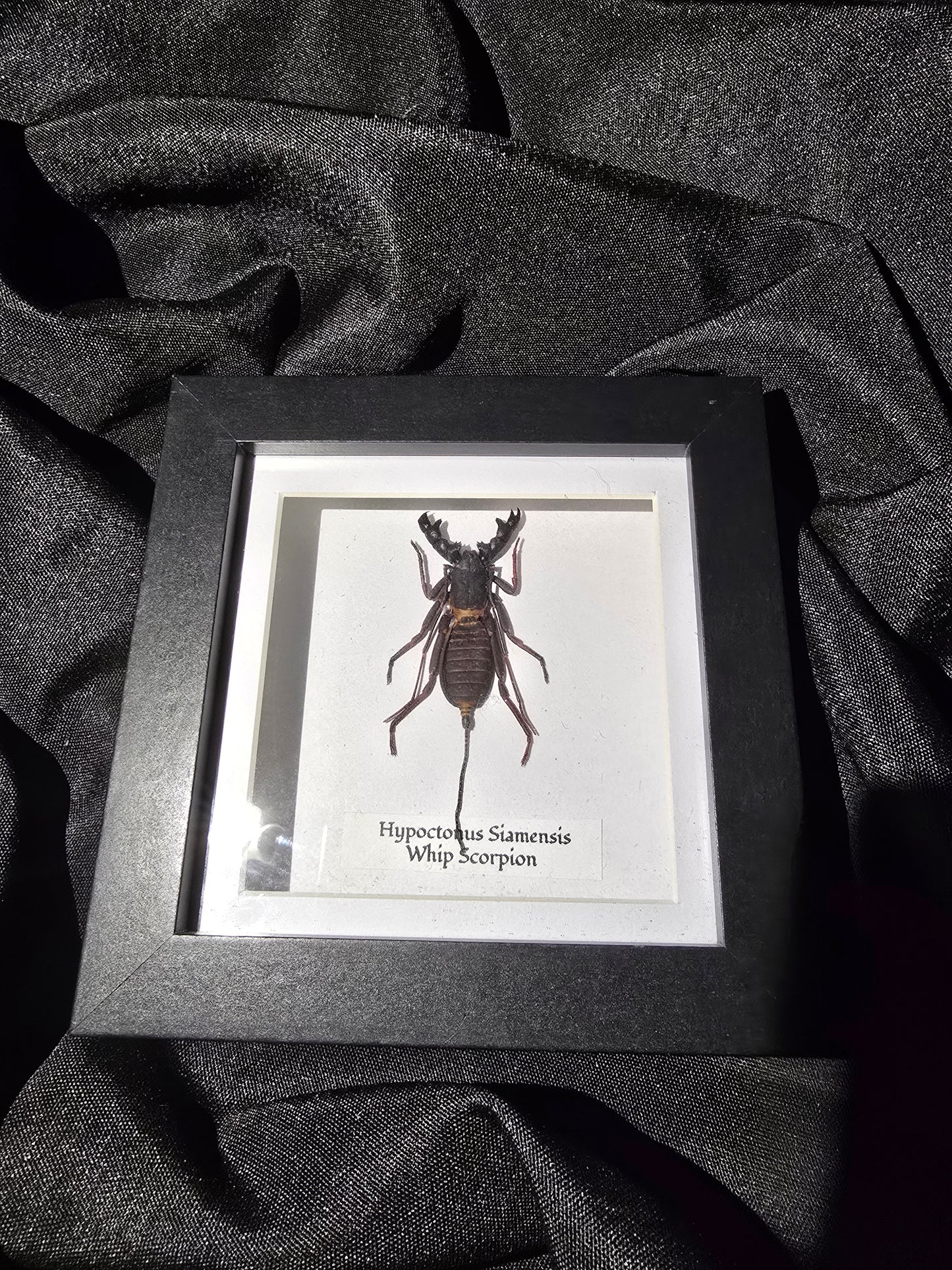 Whip Scorpion