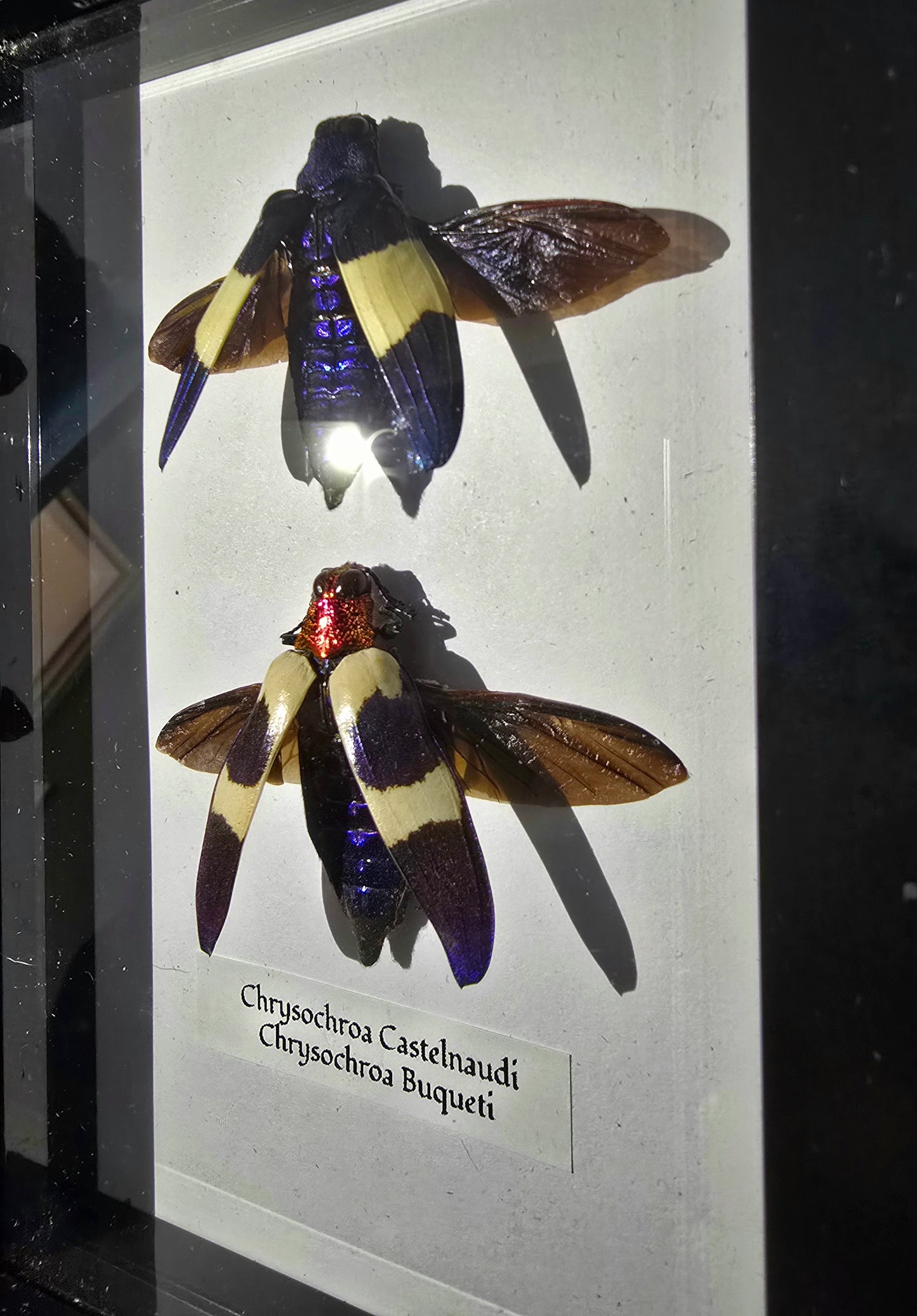 Jewel Beetle Duo