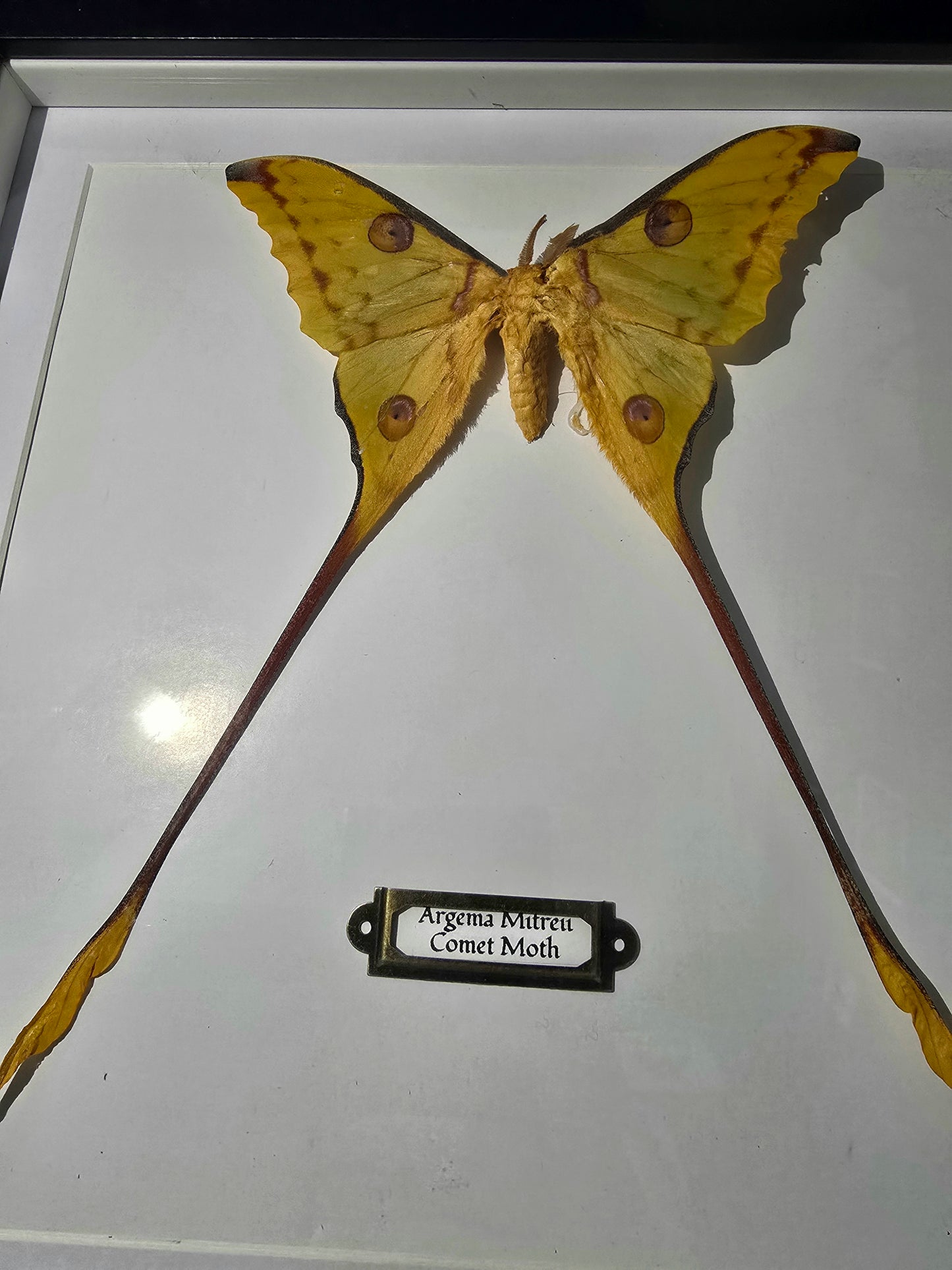 Comet Moth (Madagascan Moon Moth)