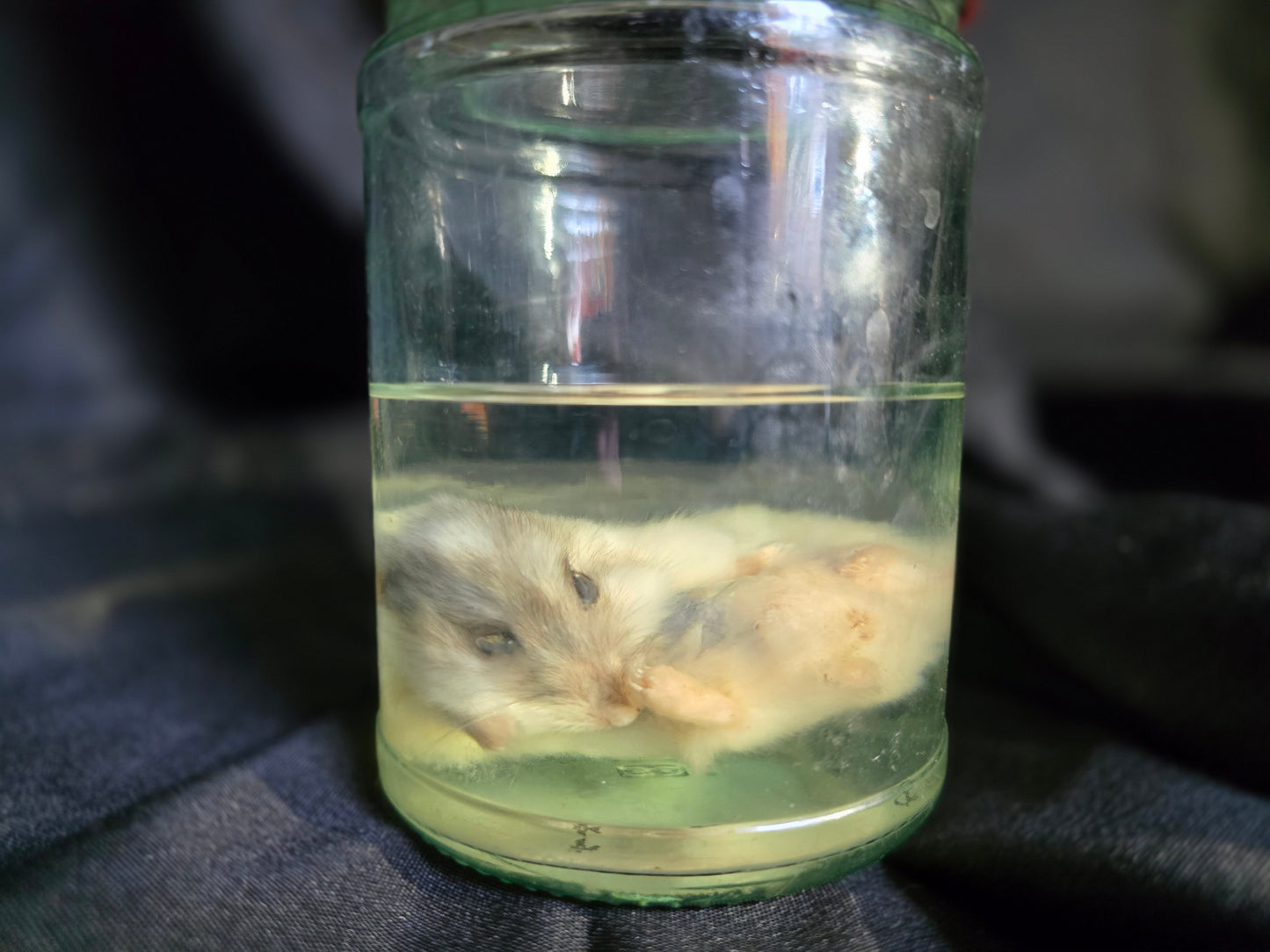 Hamster Wet Specimen