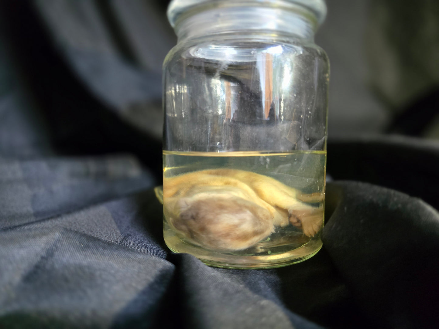 Rabbit Wet Specimen