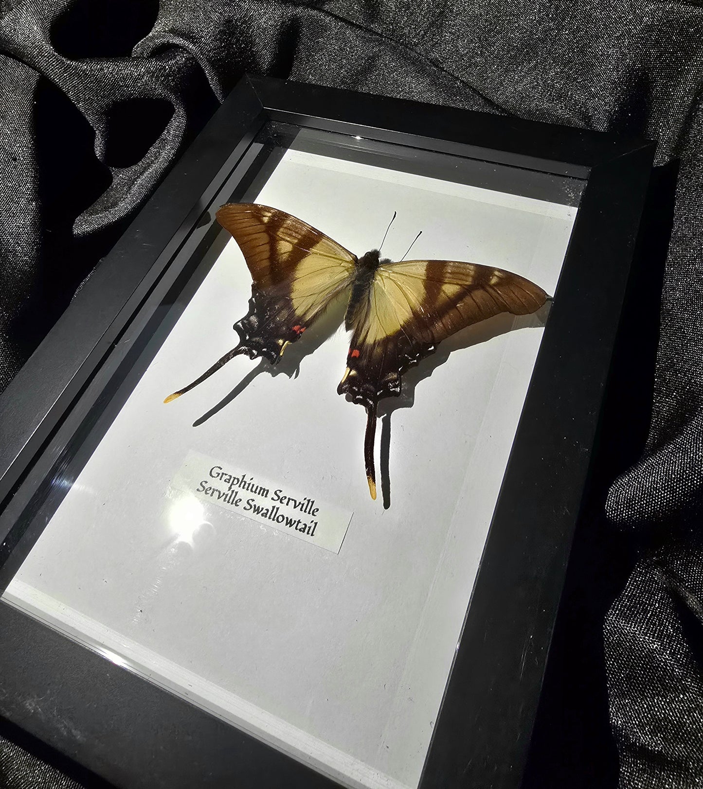 Serville Swallowtail Butterfly