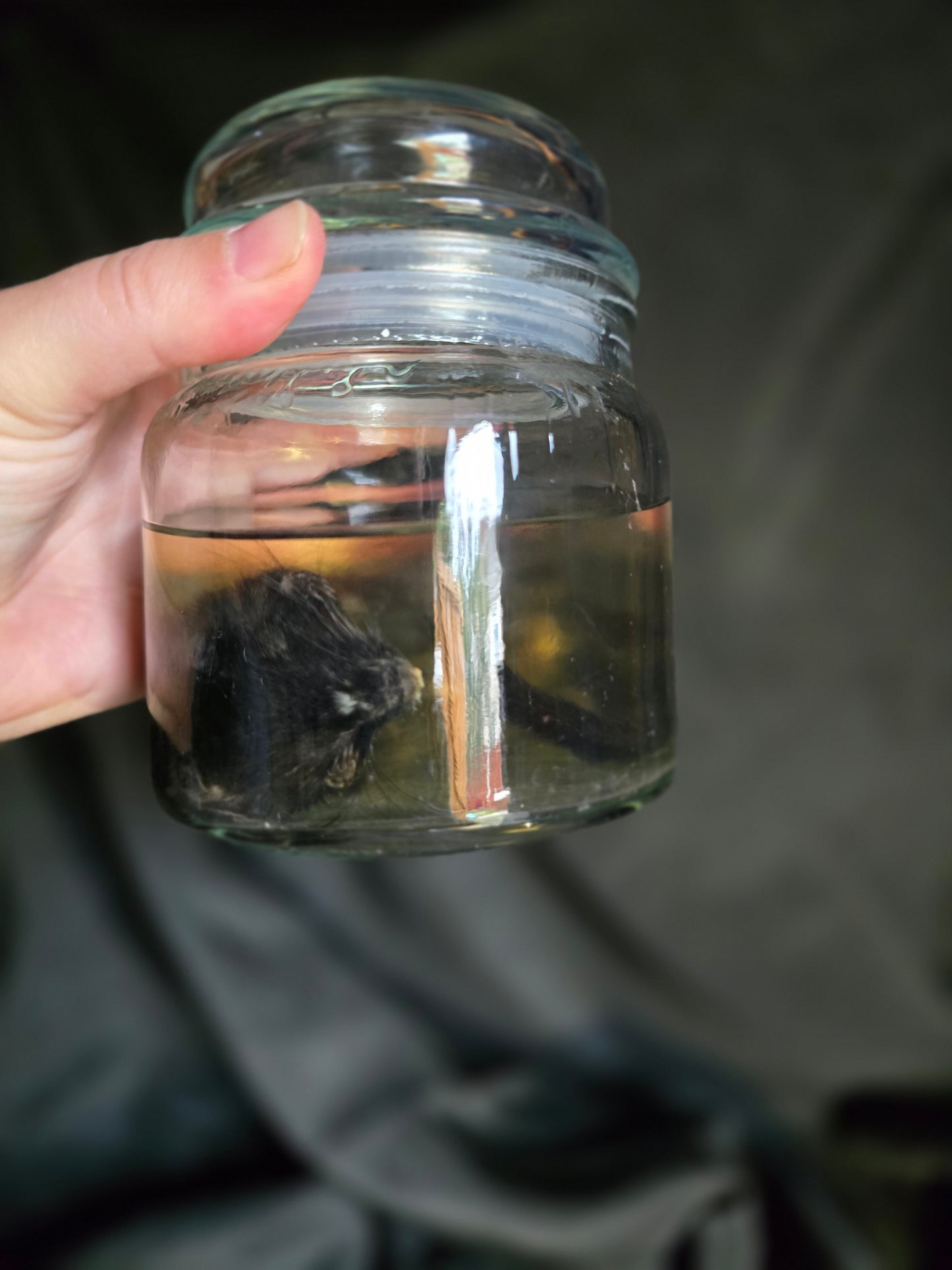 Gerbil Wet Specimen