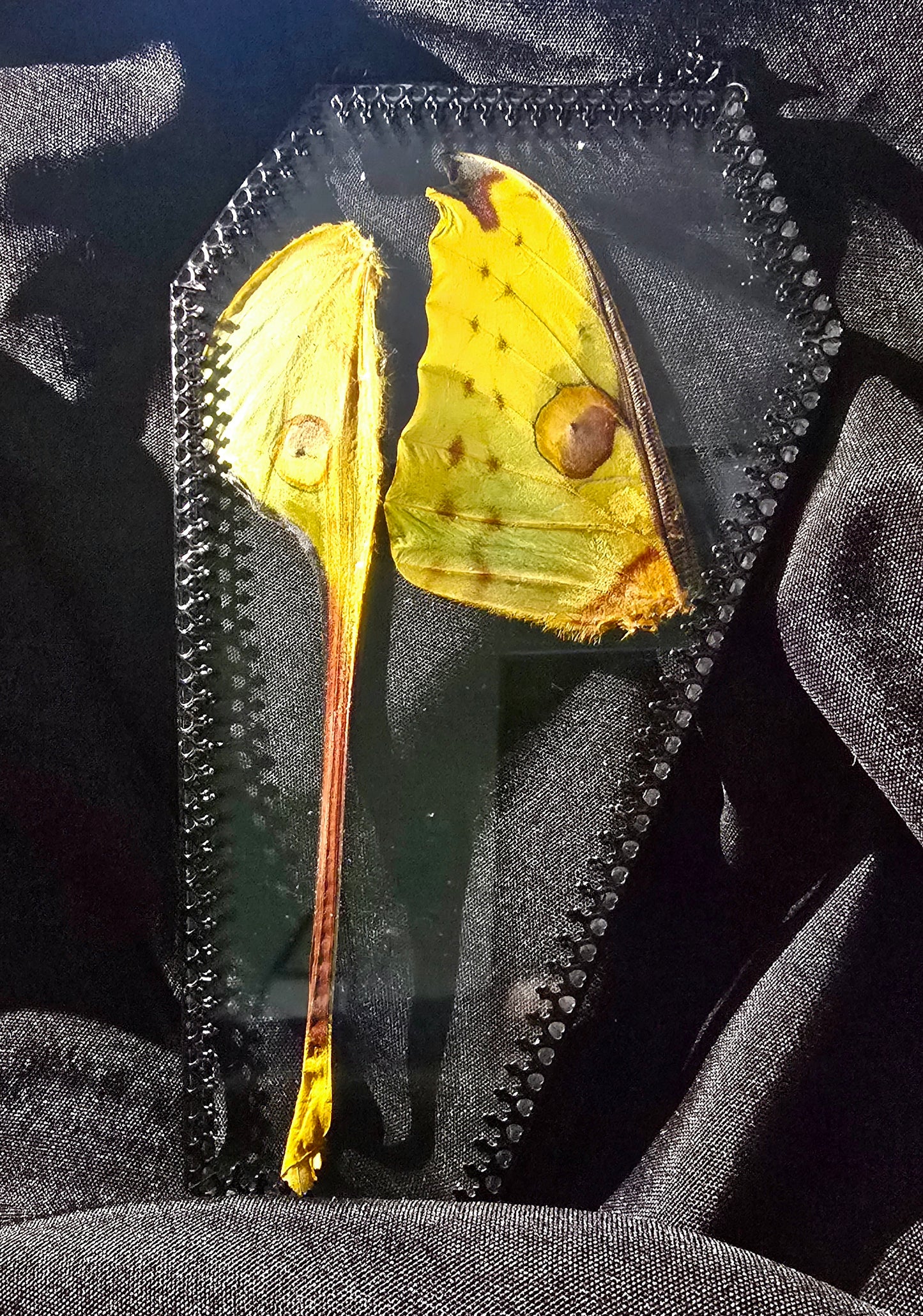 Comet Moth Glass Coffin Frames