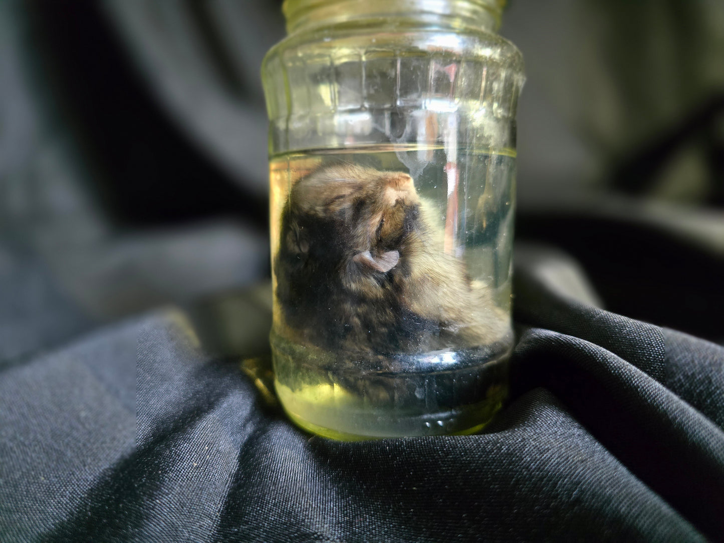 Hamster Wet Specimen