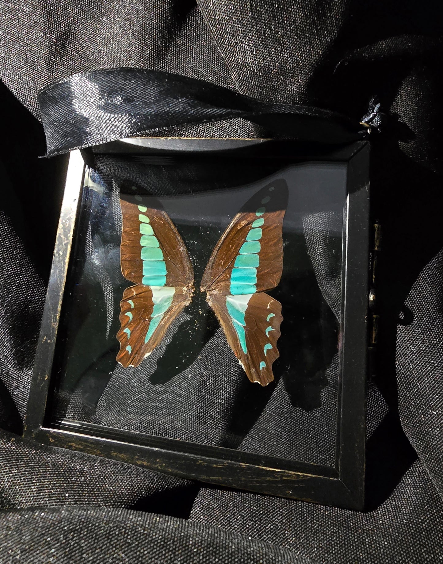 Square Glass Wing Frames