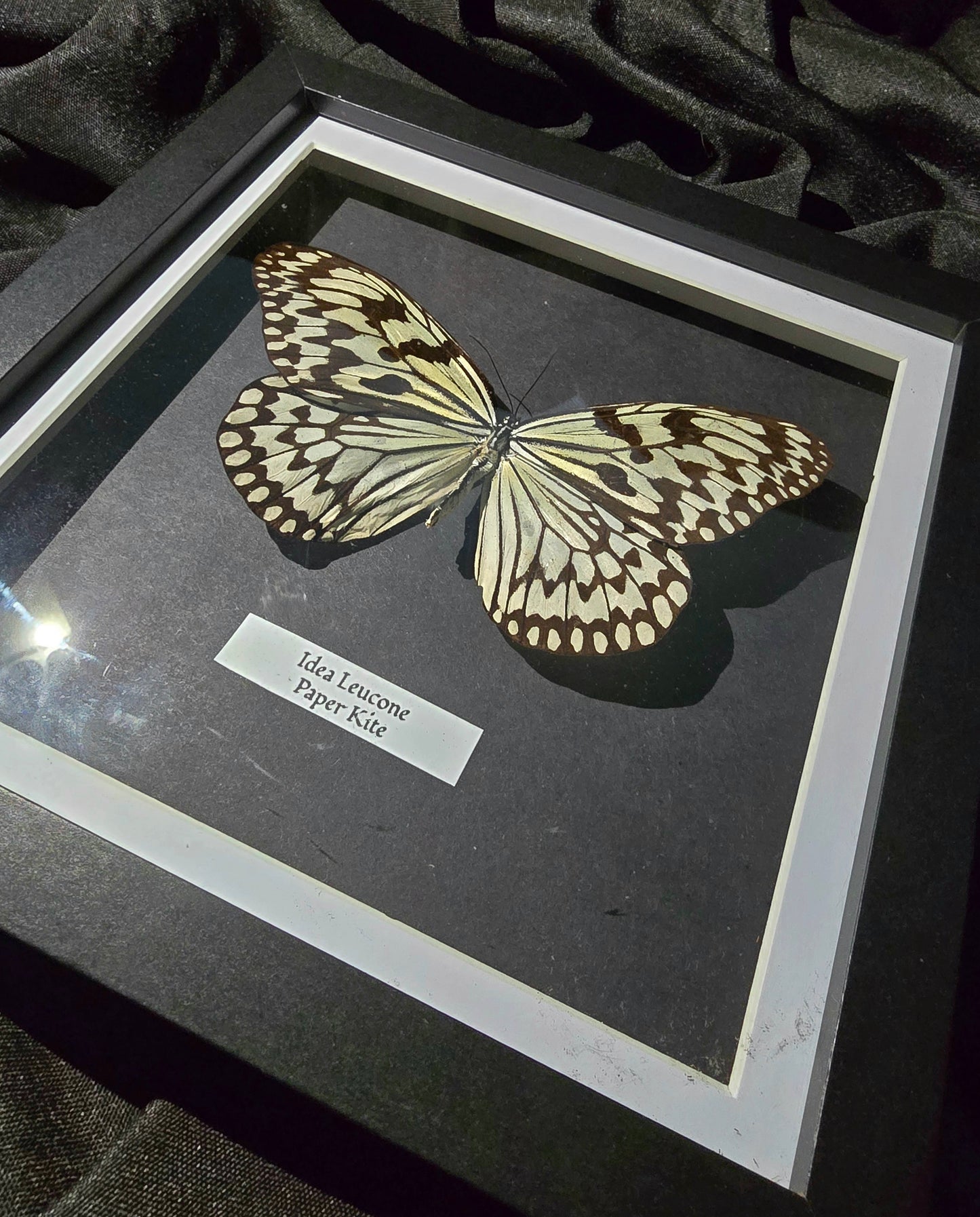 Paper Kite Butterfly