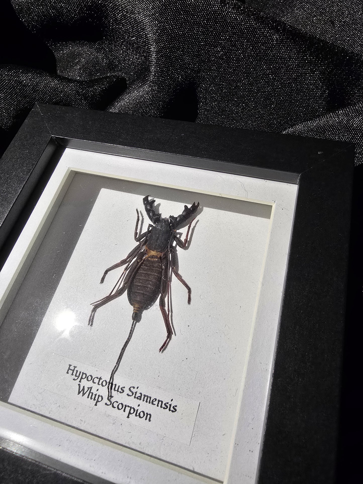 Whip Scorpion
