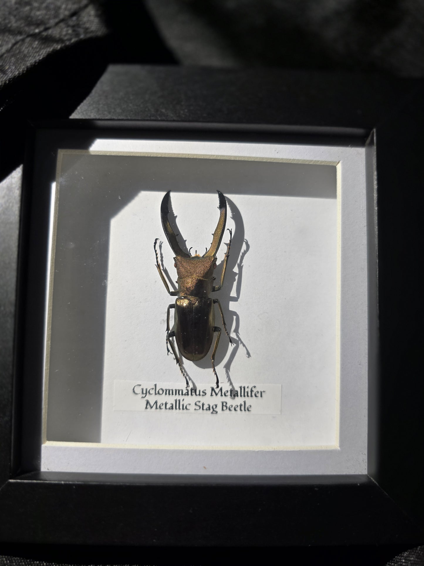 Metallic Stag Beetle