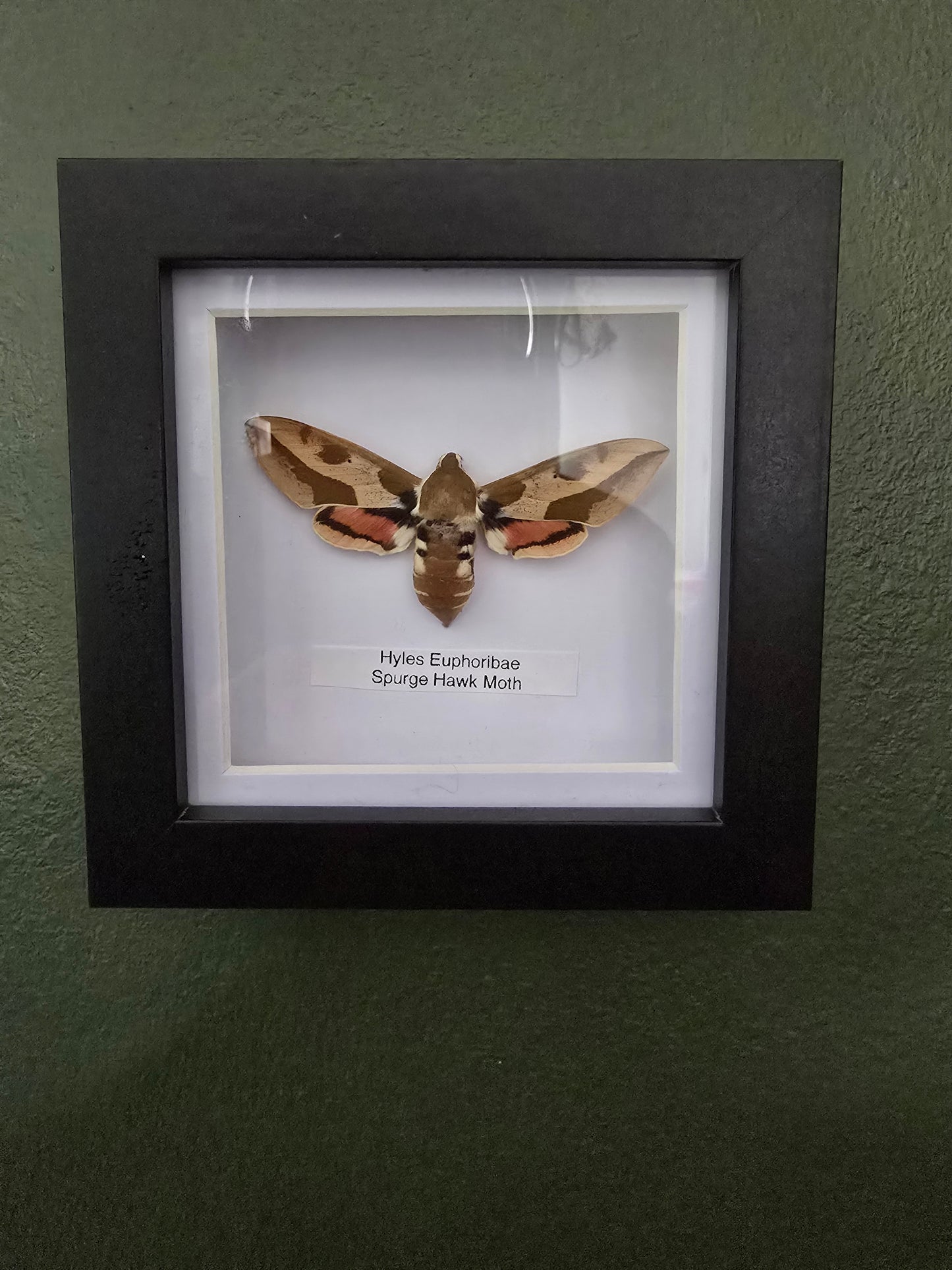 *Imperfect* Spurge Hawk Moth