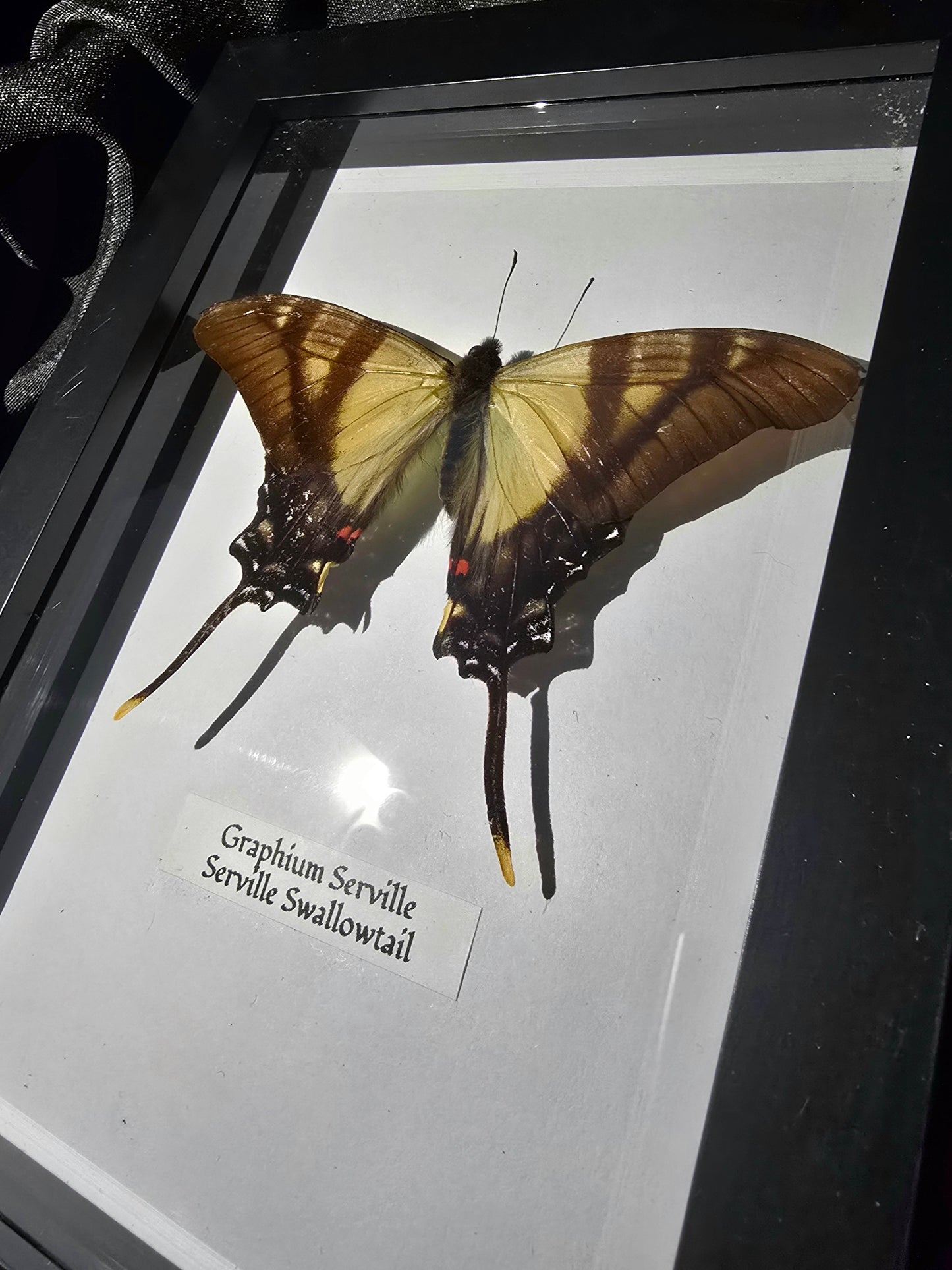 Serville Swallowtail Butterfly