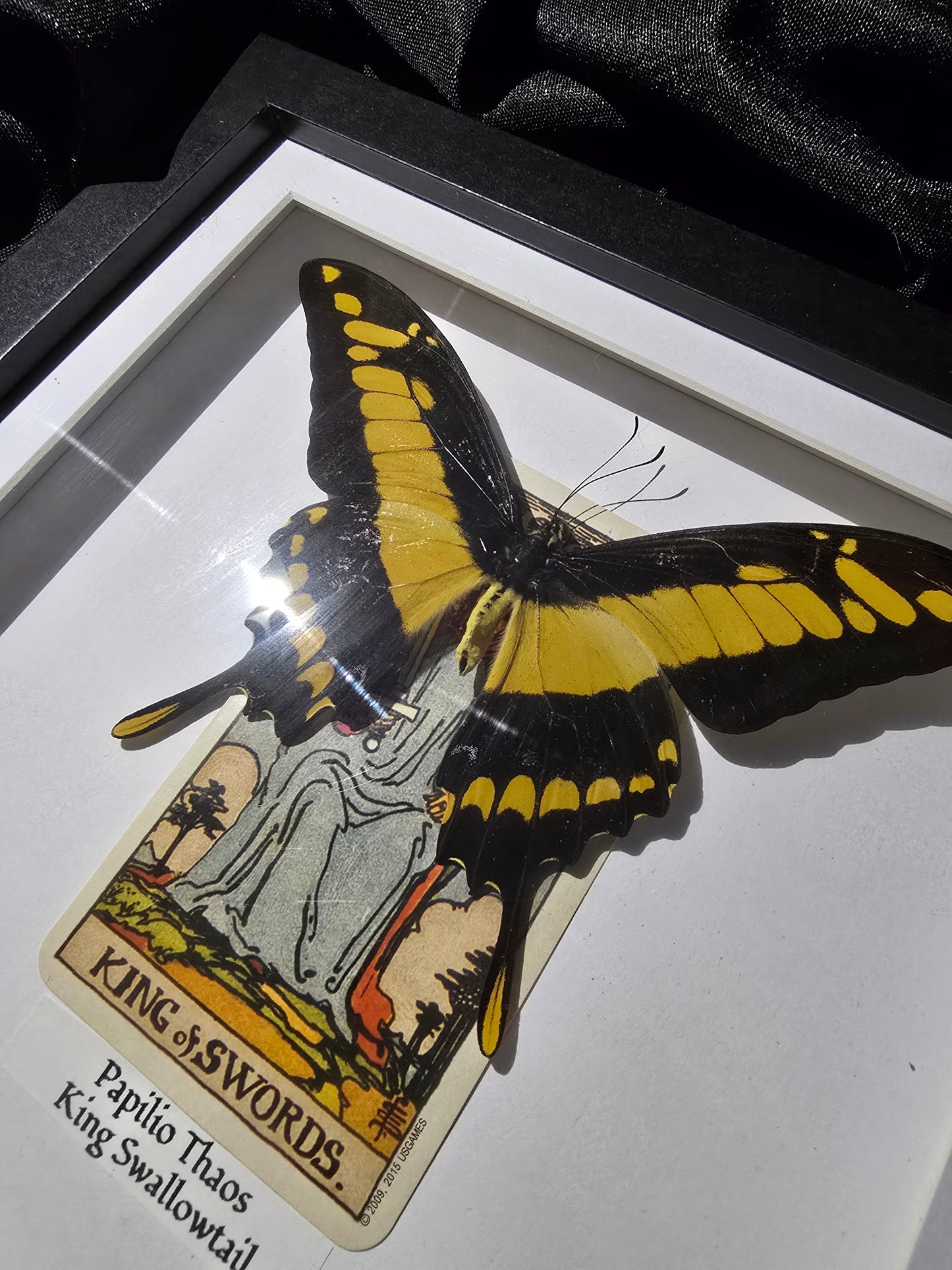 King Swallowtail in Tarot Frame