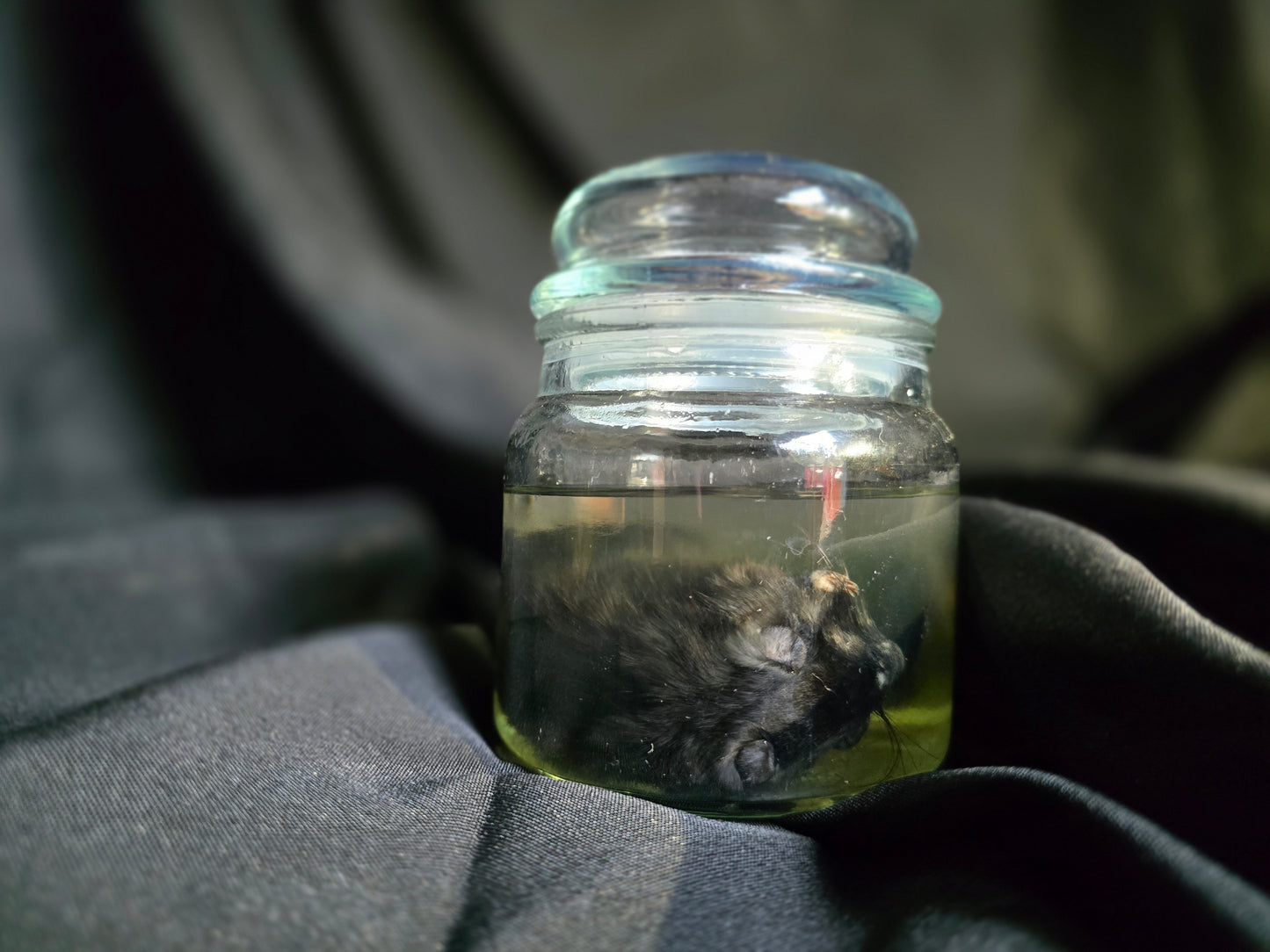 Gerbil Wet Specimen