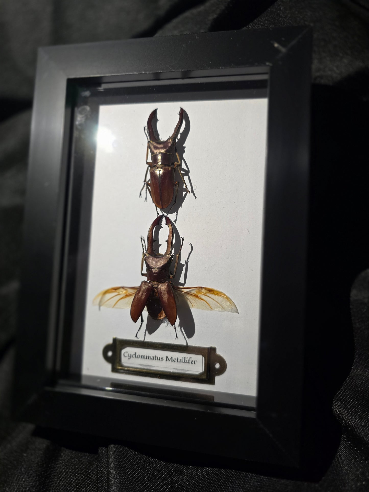 Metallic Stag Beetle