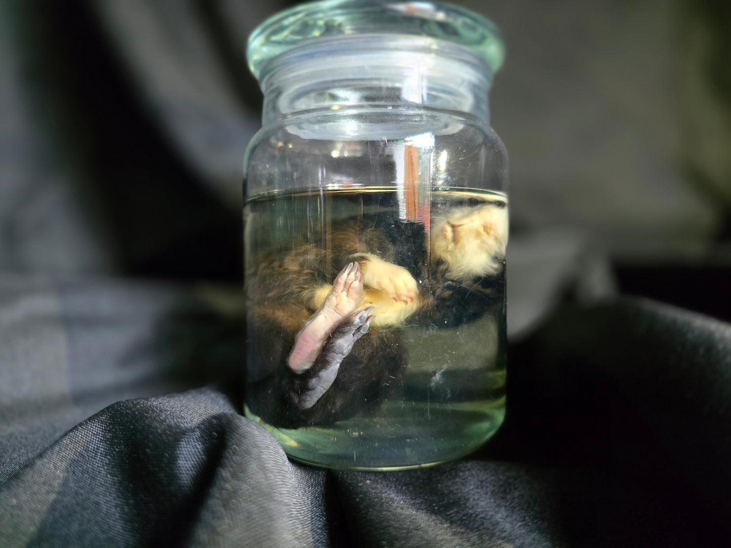 Guinea Pig Wet Specimens
