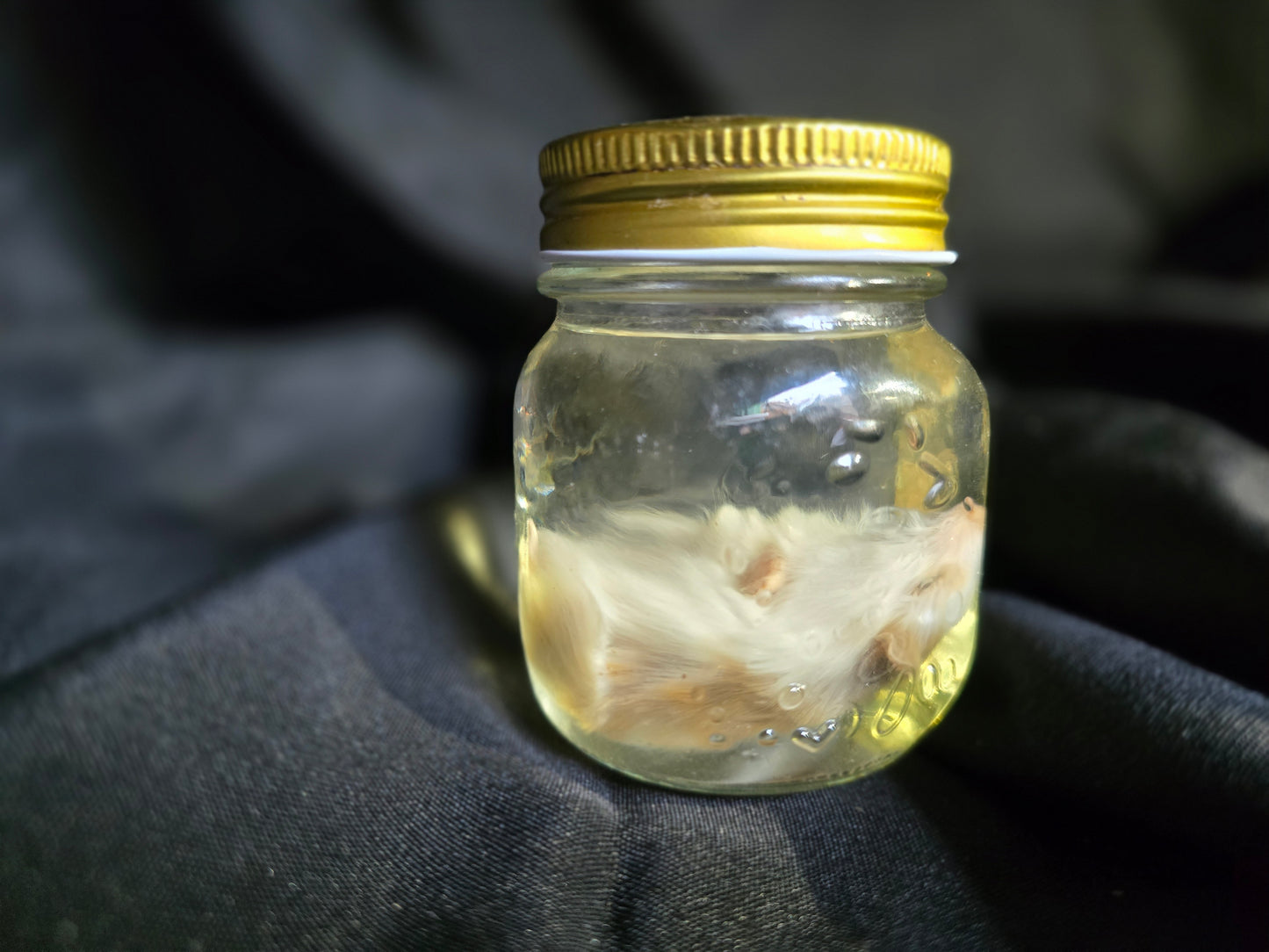 Hamster Wet Specimen