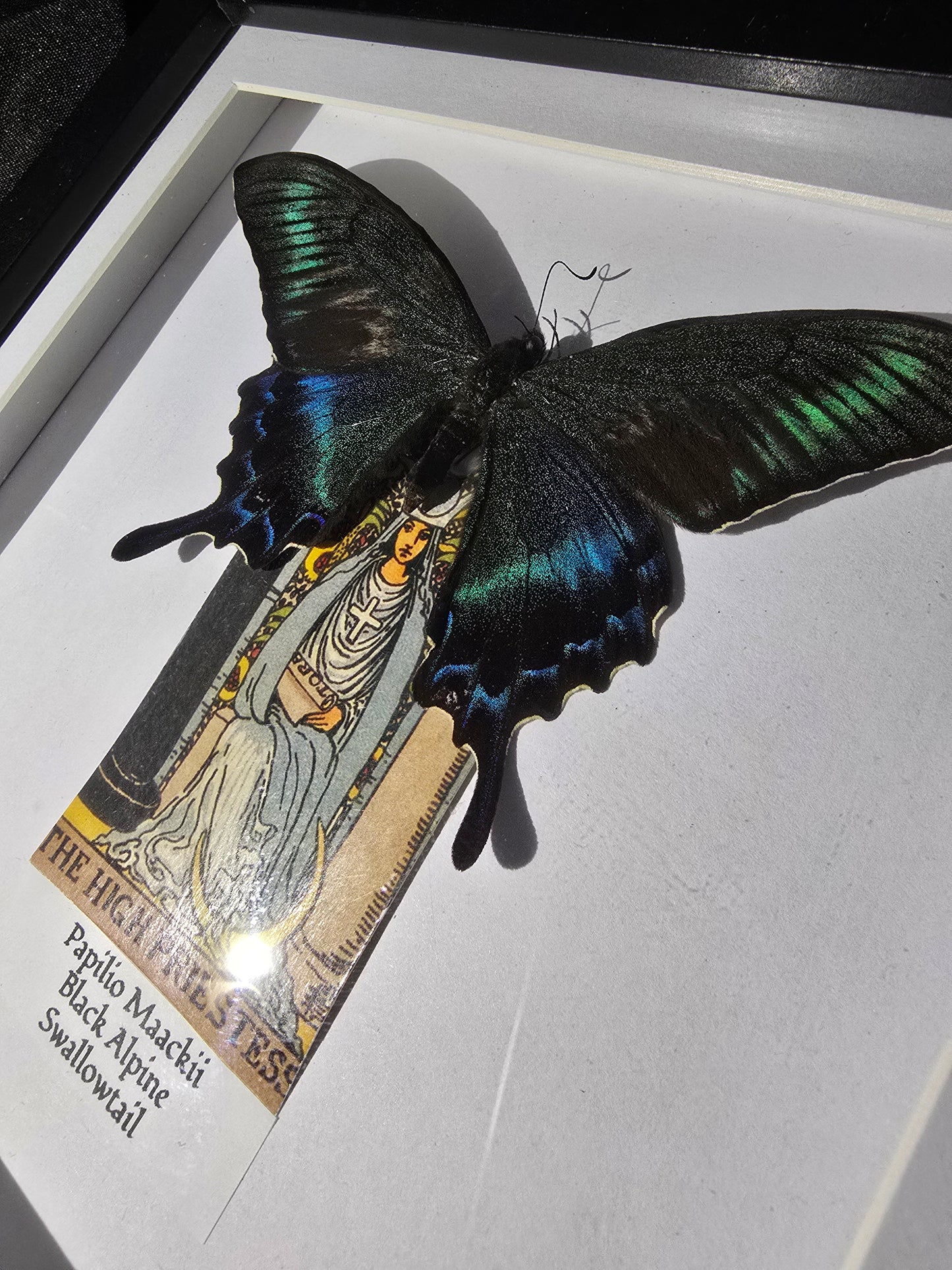 Green Alpine Swallowtail Tarot Frame