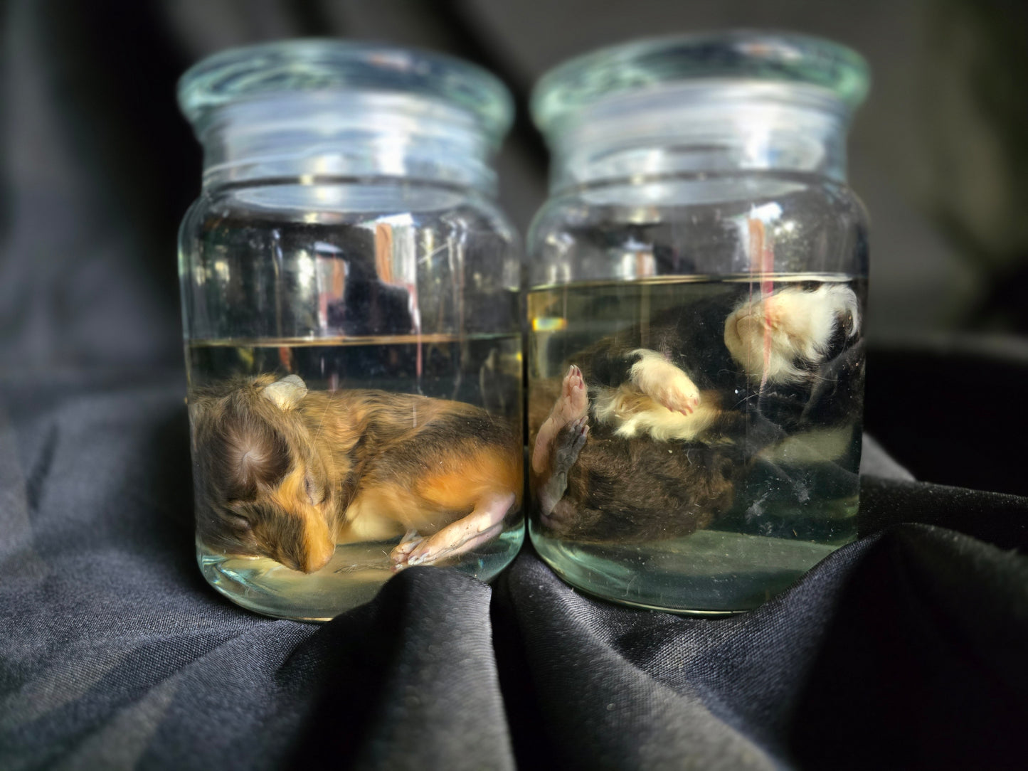Guinea Pig Wet Specimens