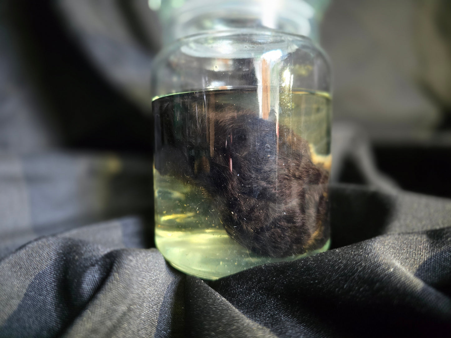 Guinea Pig Wet Specimens