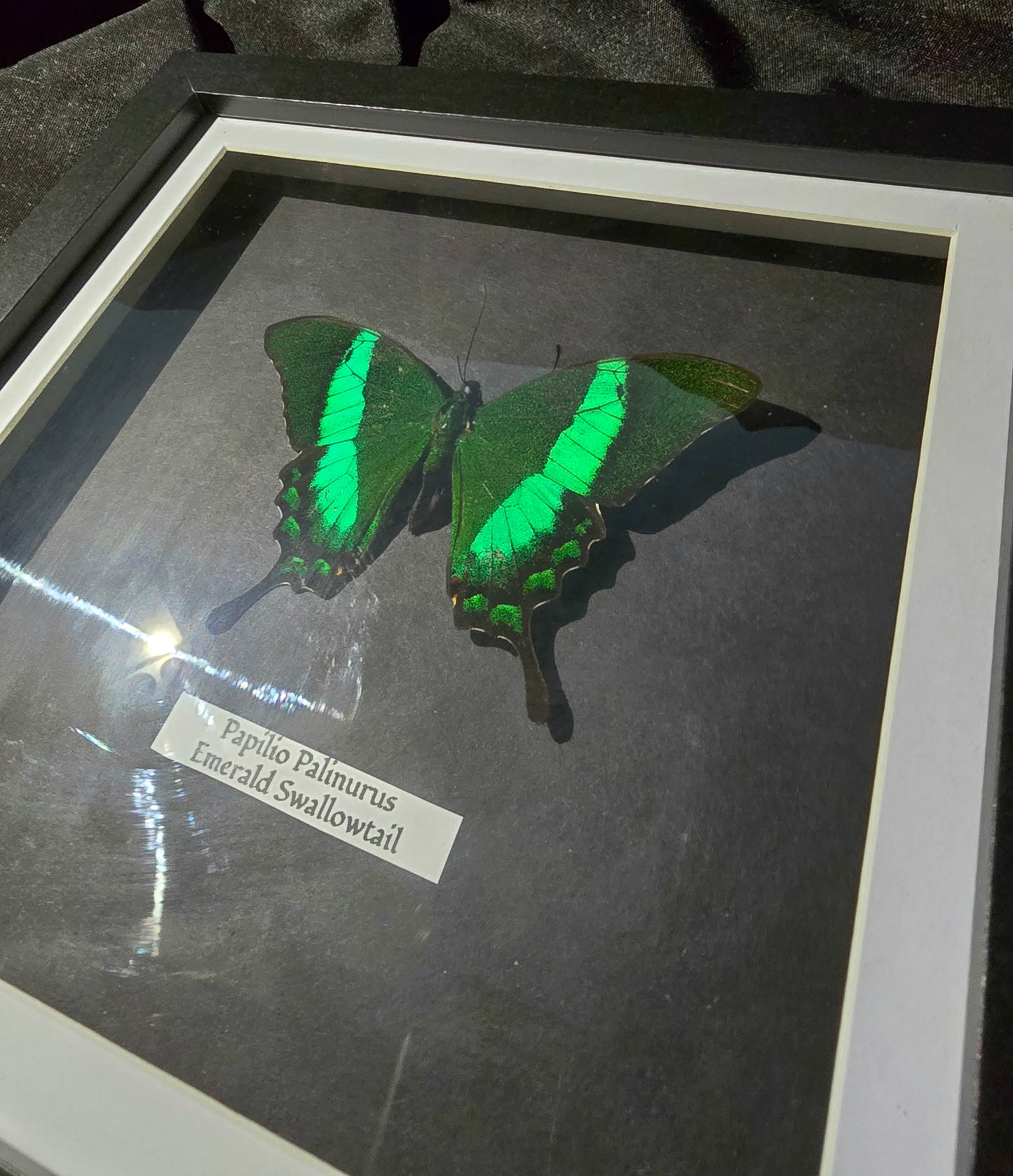 Emerald Swallowtail