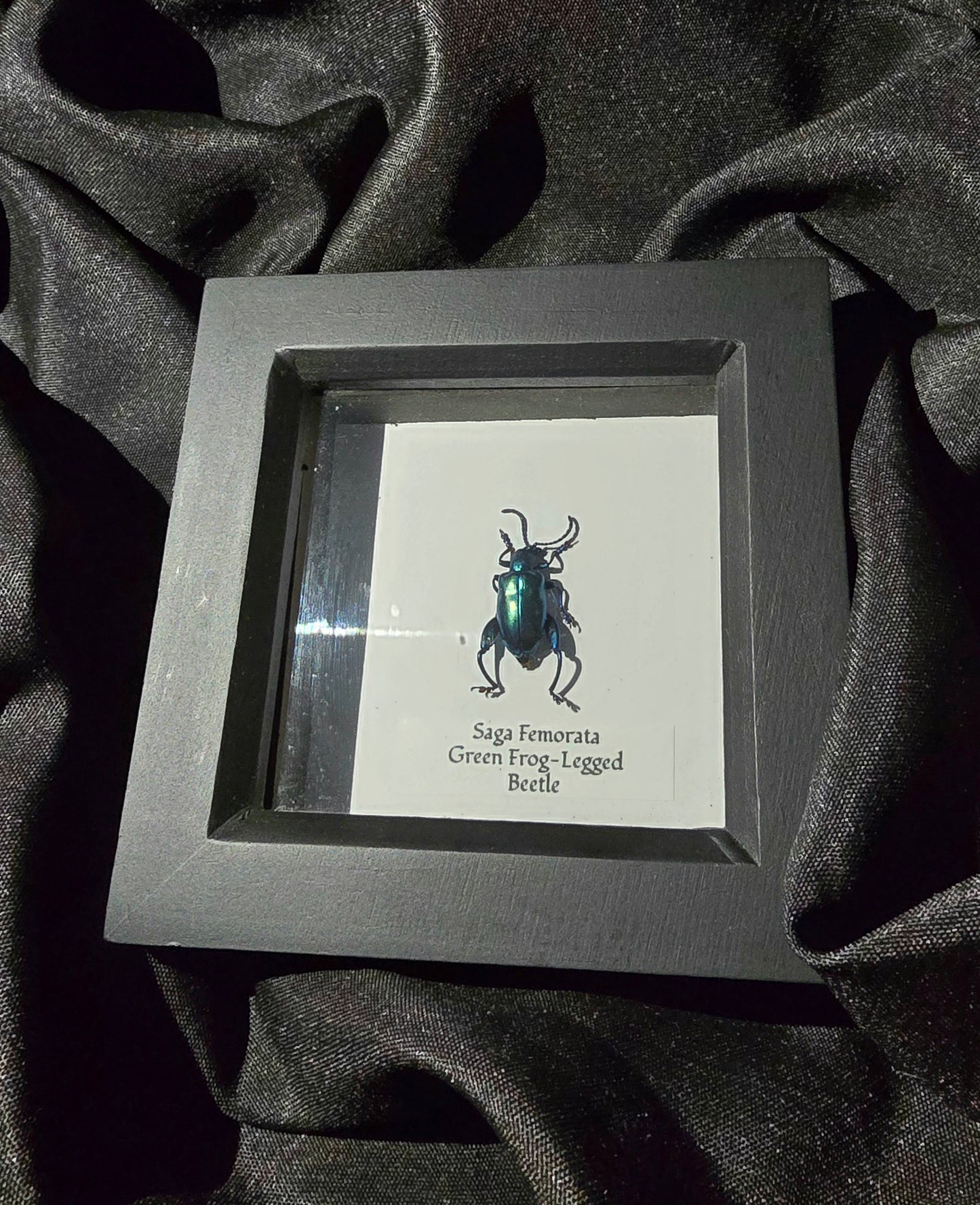 Green Frog-legged Beetle