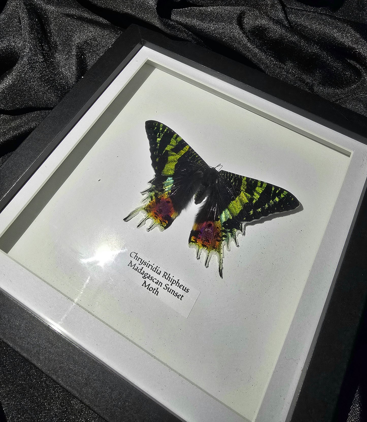 Madagascan Sunset Moth