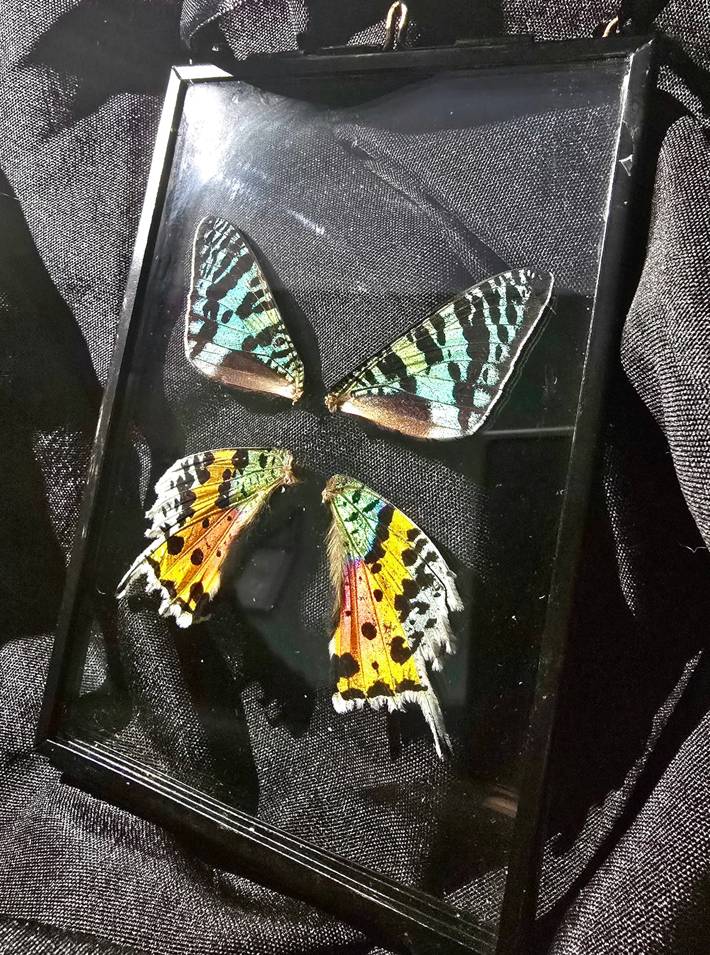 Glass 6x4" Wing Frames