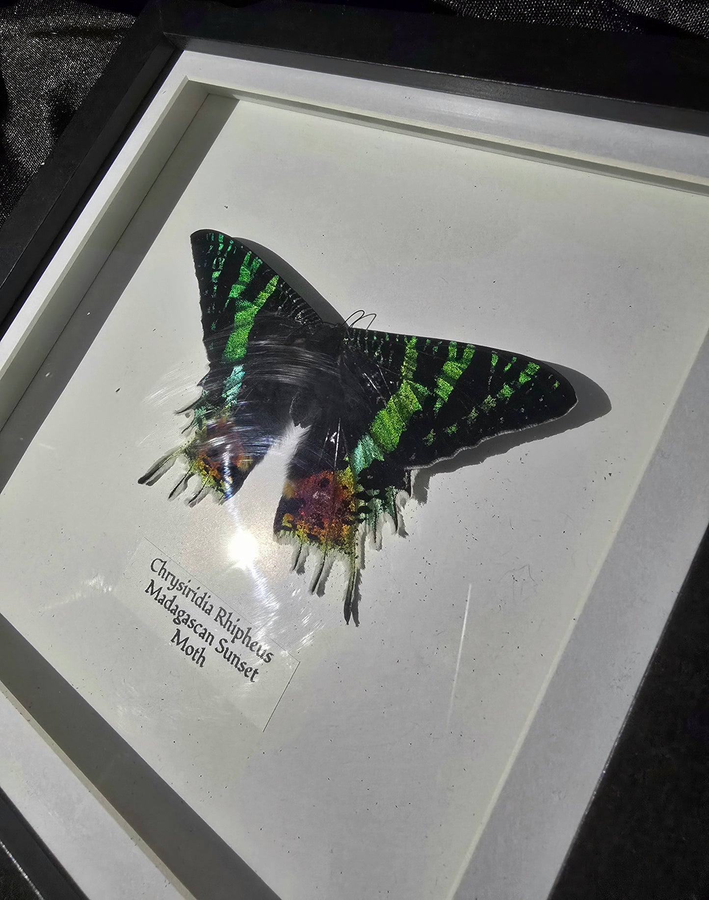 Madagascan Sunset Moth