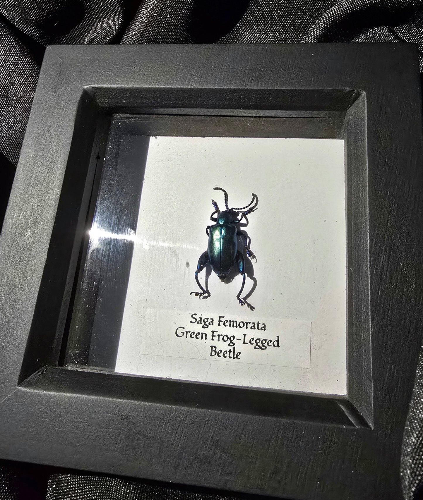 Green Frog-legged Beetle