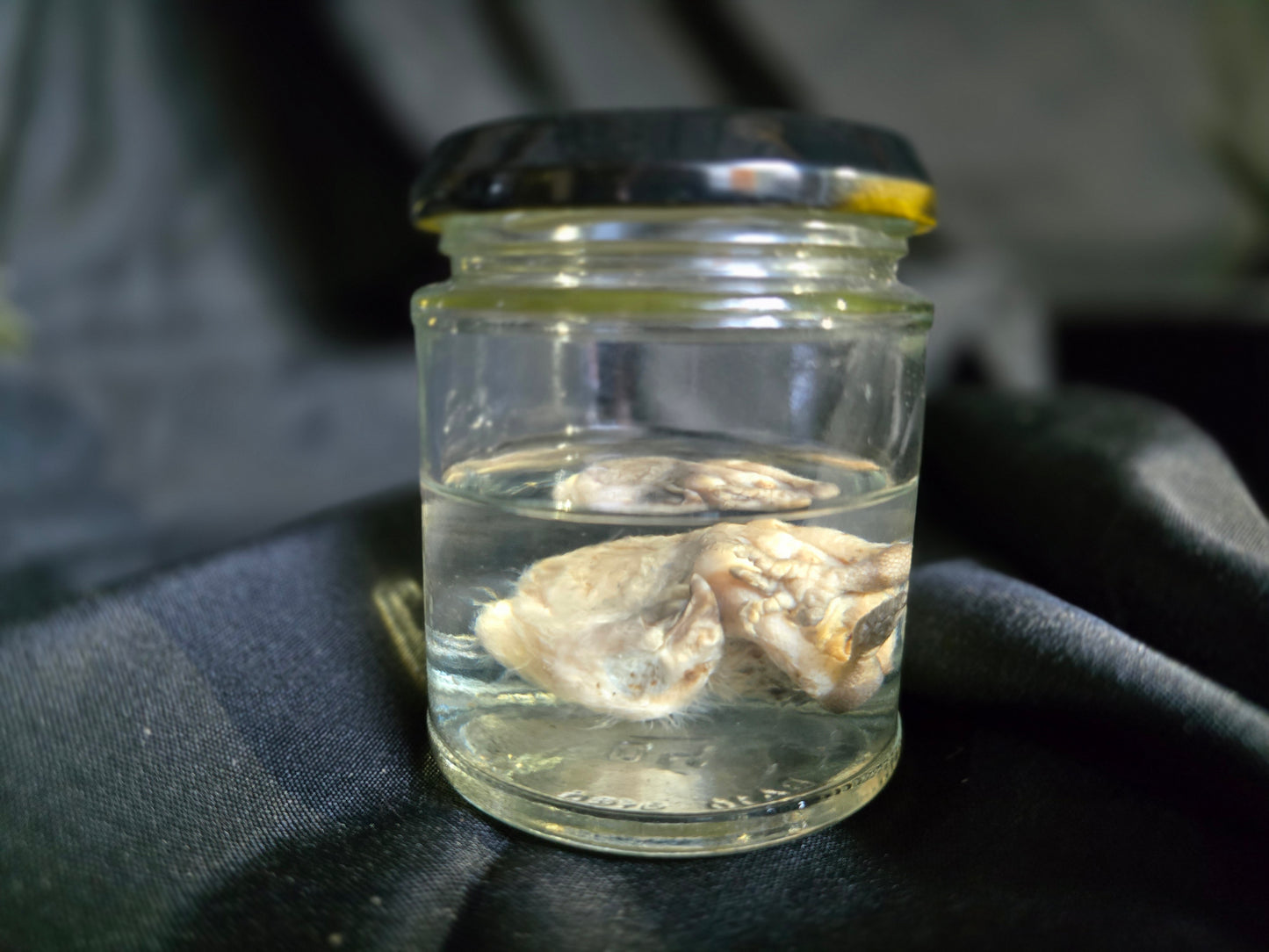 Wet Specimen Chicks