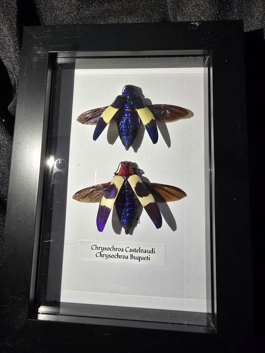 Jewel Beetle Duo