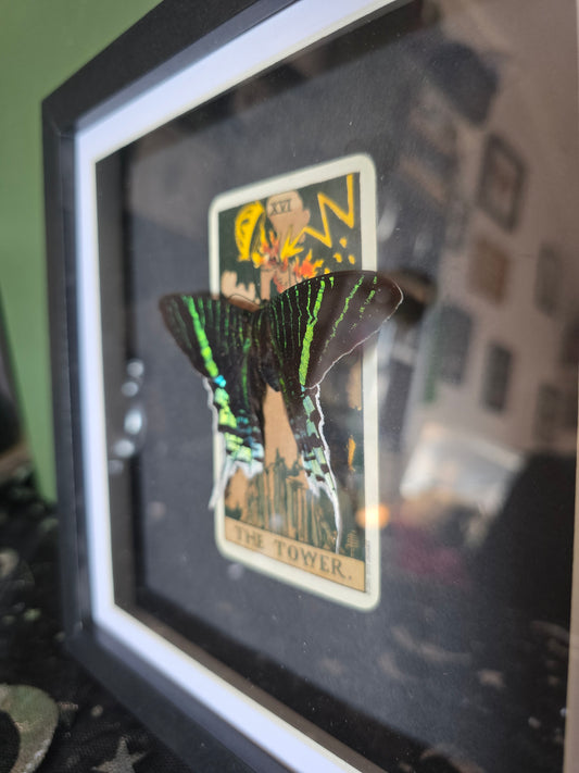Green Banded Sunset Moth