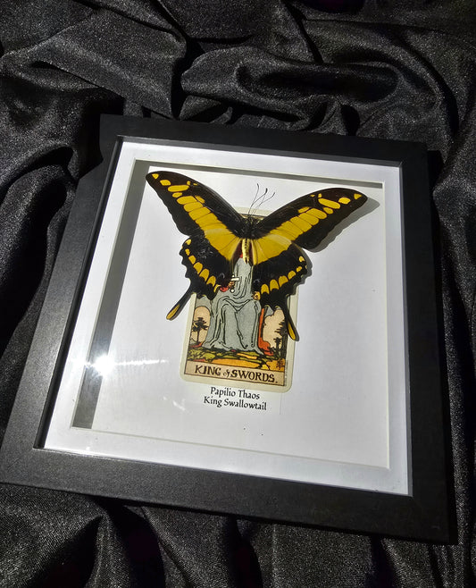 King Swallowtail in Tarot Frame