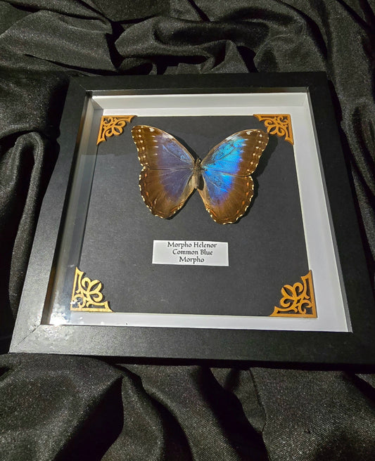 Common Blue Morpho Decor Frame