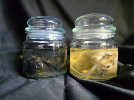 Gerbil Wet Specimen
