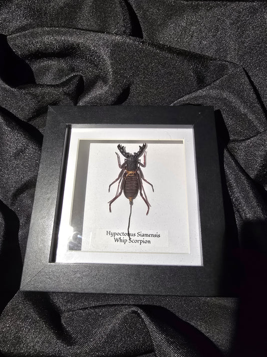 Whip Scorpion