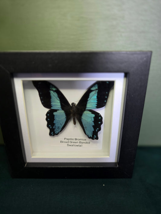 Green-Banded Swallowtail
