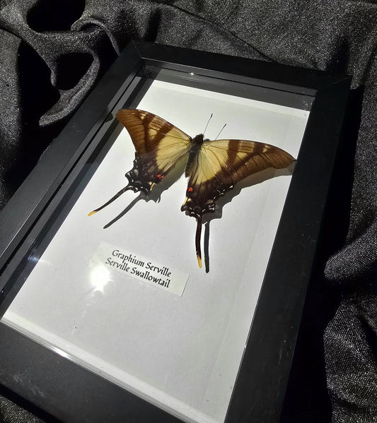 Serville Swallowtail Butterfly